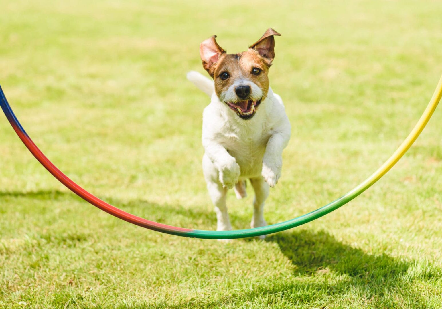 Jack Russell Terrier dog on command jumping through hoop