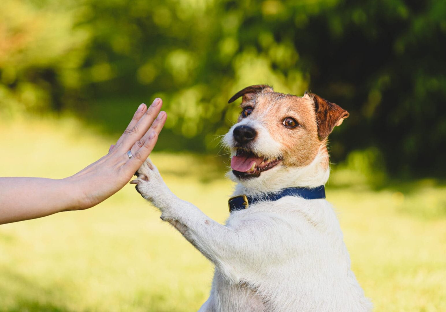 Portrait of happy Jack Russell Terrier dog