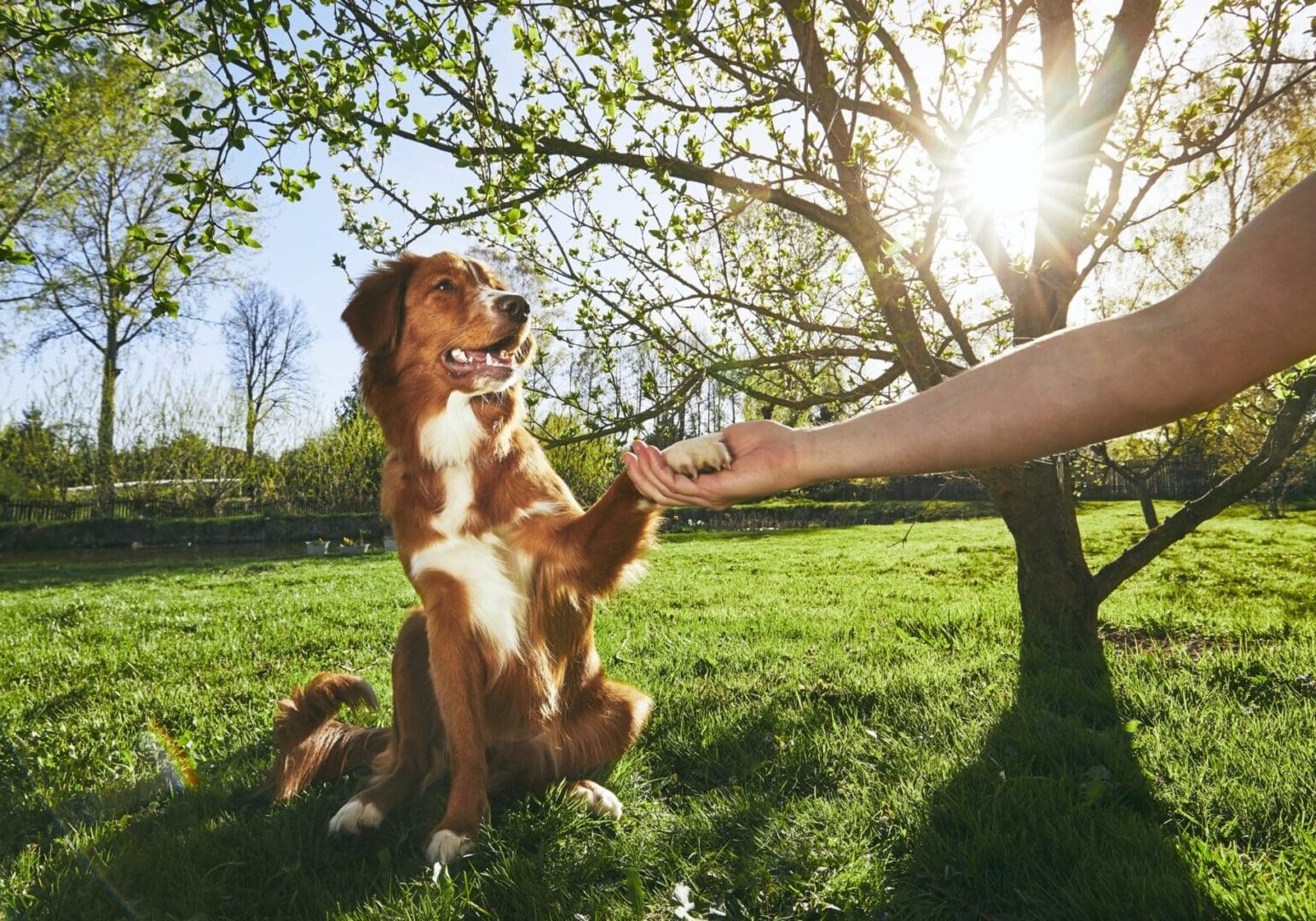 Springtime on the garden. Man holding paw of the his dog (Nova Scotia Duck Tolling Retriever) at the sunset.